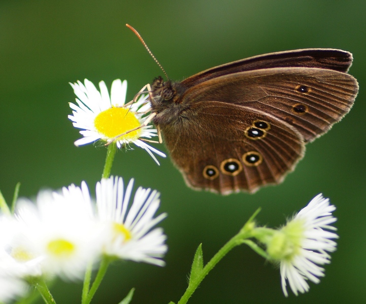 Aphantopus hyperantus